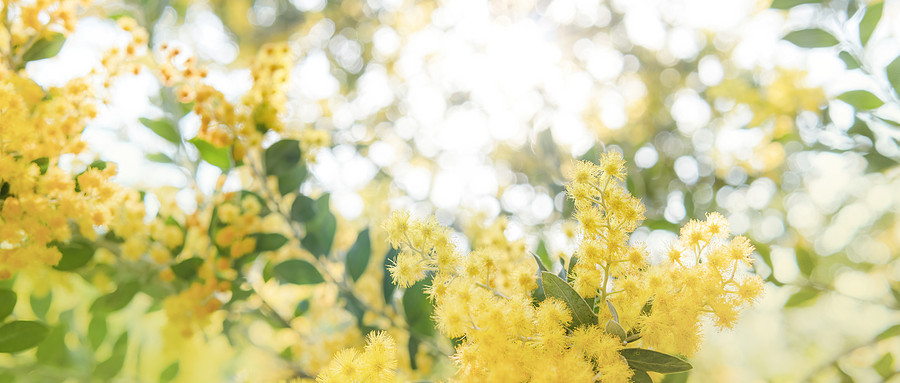 千庫網_黃色小花春天花公園賞花攝影圖配圖_攝影圖編號158800