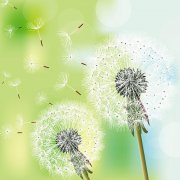 你若盛開，清風自來