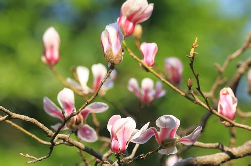 一年之計在于春，擼起袖子加油干