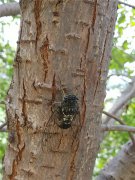 居高聲自遠，非是借秋風