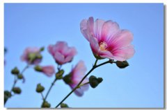 現實中的“灰姑娘”——“一不小心成了老板”