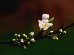 共同戰“疫”：抗擊肺炎有感