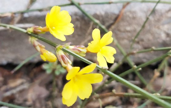 春天已經到來，勝利的腳步還會遠嗎？