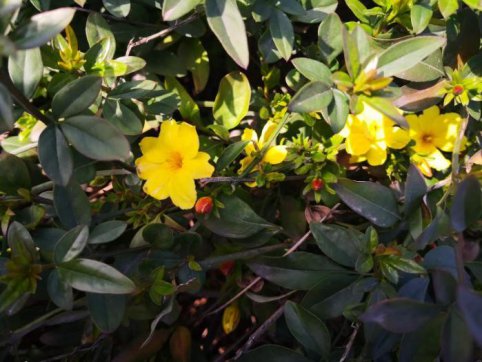 新寧項目的三八“女神節”