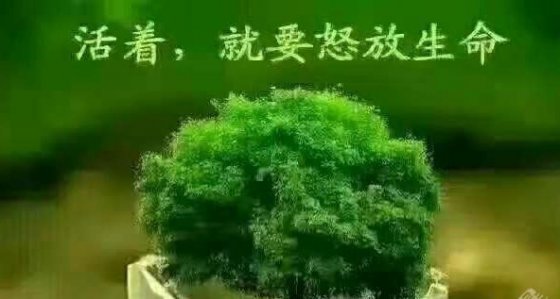 執(zhí)著夢想無悔人生