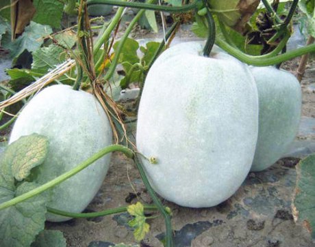 赤日炎炎談養生