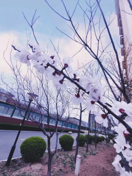 桃紅，那一抹迷人的春色